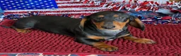 Dachshund dogs for sale: Lance - Ad 3
