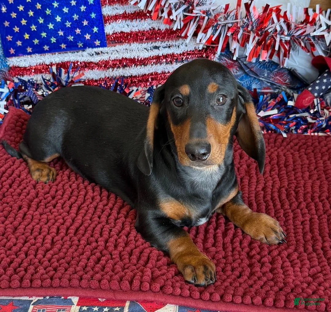 Dachshund dogs for sale: Lance - Ad 3
