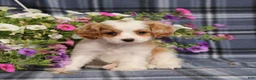 Cavapoo dogs for sale: BJ's Whisper - Ad 2