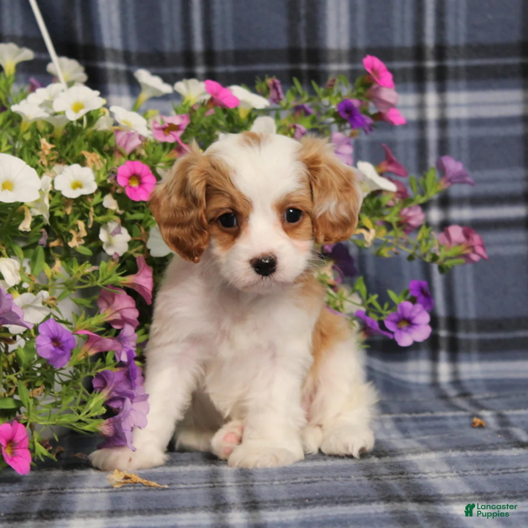 Cavapoo dogs for sale: BJ's Whisper - Ad 2