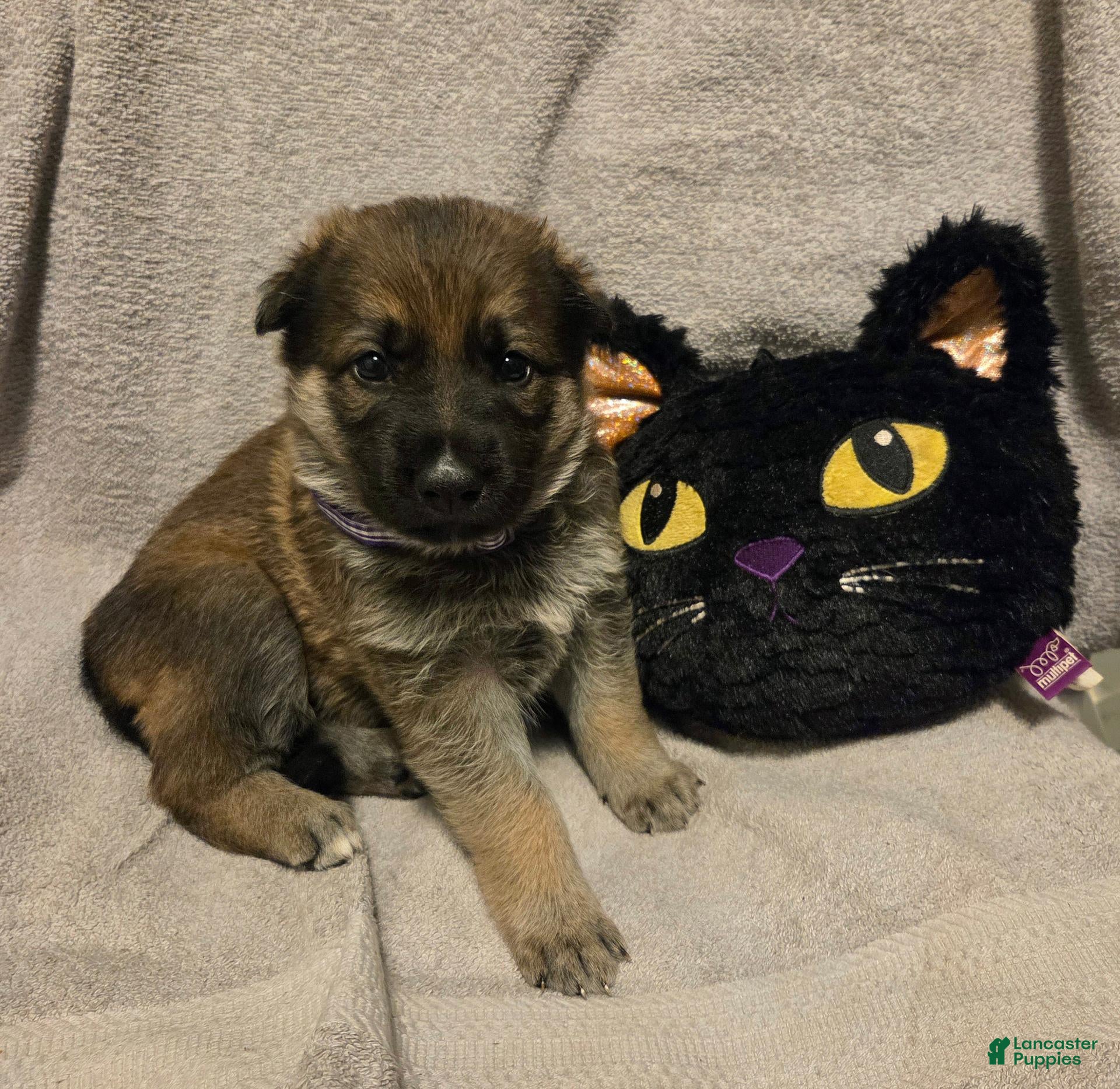 German Shepherd dogs Jolly - Ad 2