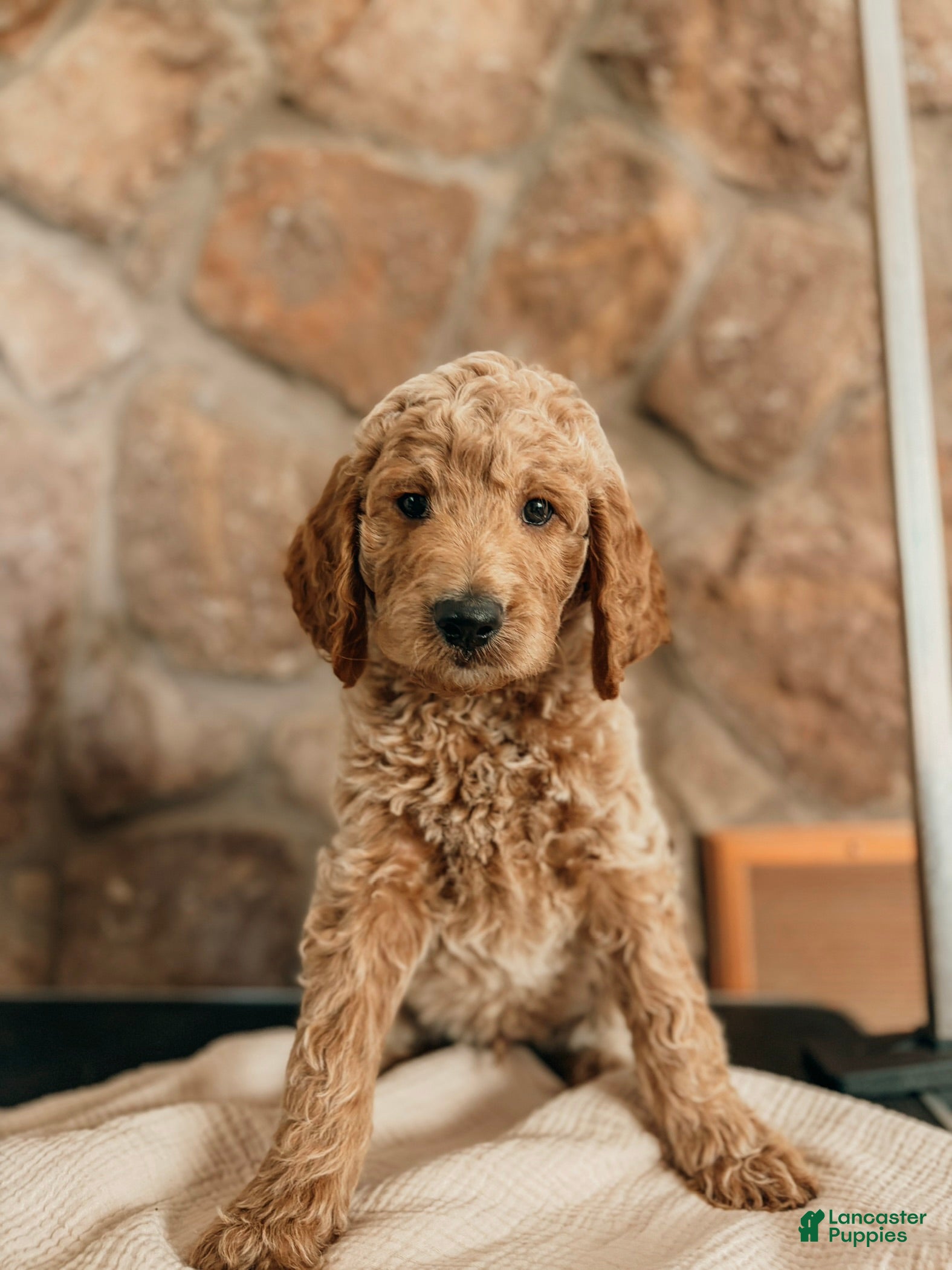 Goldendoodle dogs Thomas - Ad 25
