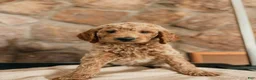 Goldendoodle dogs for sale: Thomas - Ad 1