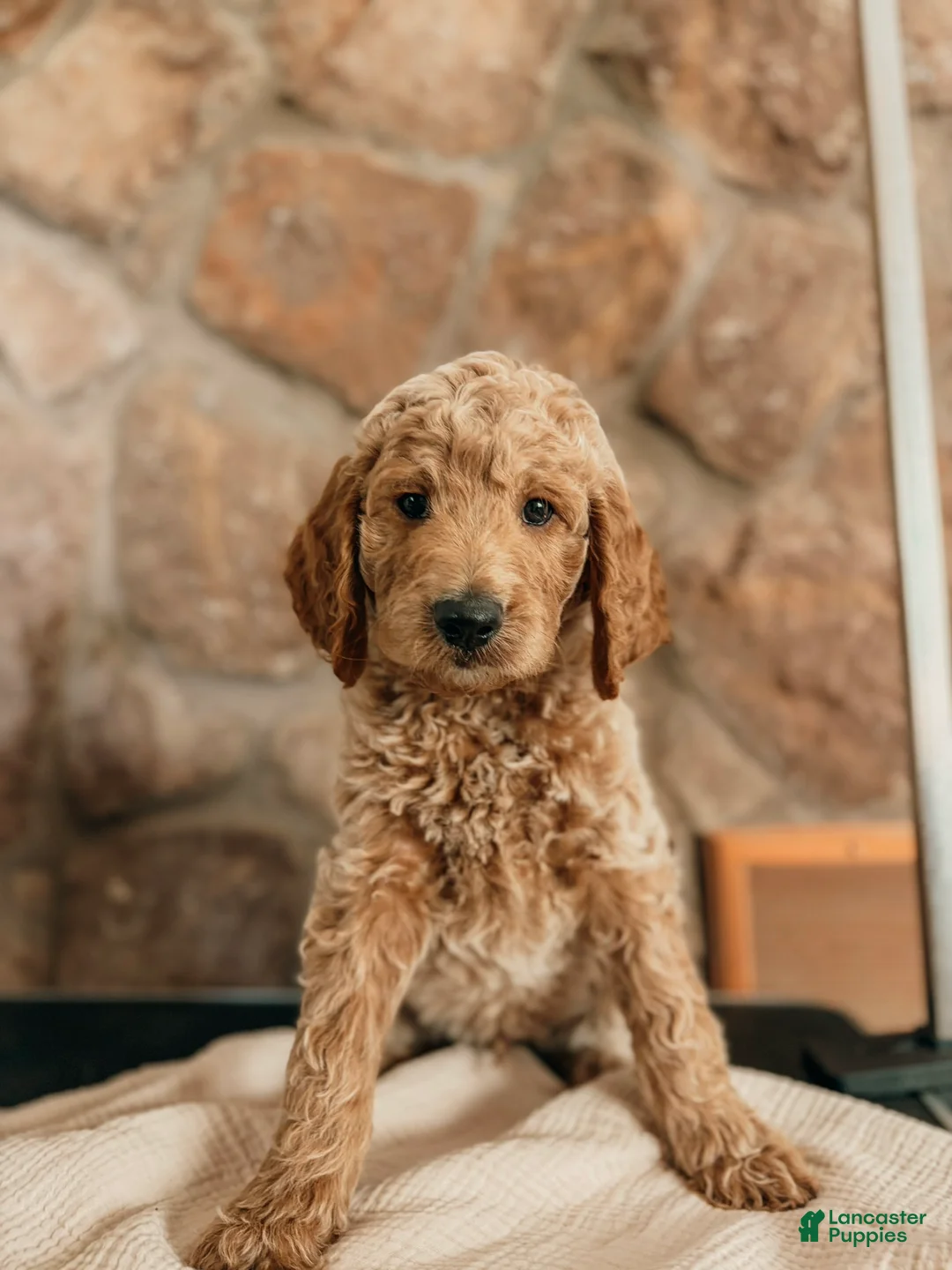 Goldendoodle dogs for sale: Thomas - Ad 1