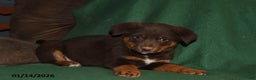 Mixed Breed dogs for sale: Lacey - Ad 4