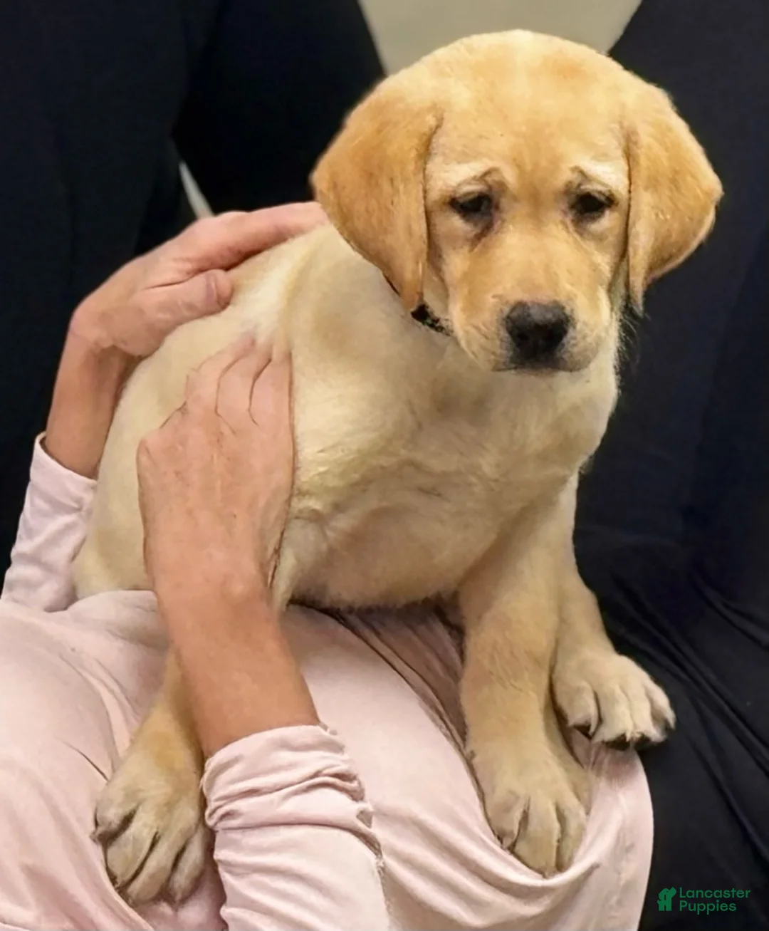 Labrador Retriever dogs for sale: Labrador Retriever 2 - Ad 4