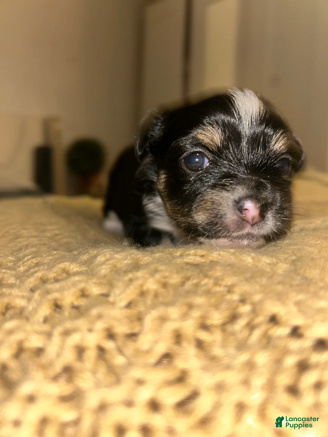 Chihuahua dogs for sale: Chihuahua Puppy 4 - Ad 1