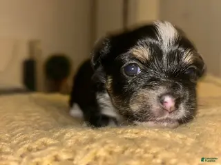 Chihuahua dogs Chihuahua Puppy 4 - Ad 42