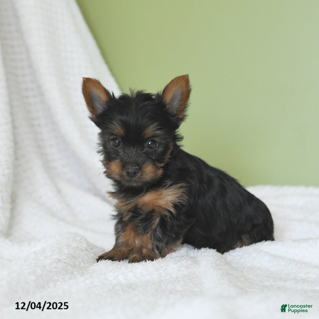 Yorkshire Terrier dogs for sale: Samuel - Ad 3