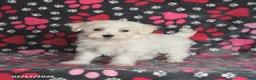 Maltese dogs for sale: Finn - Ad 5