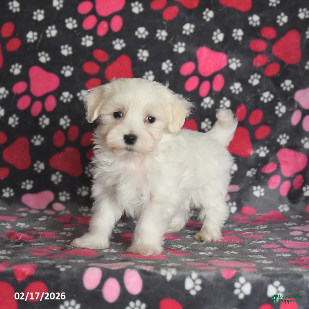 Maltese dogs for sale: Finn - Ad 5