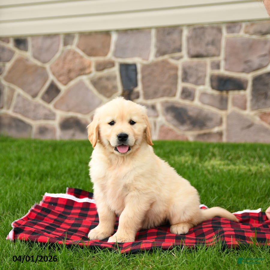Golden Retriever dogs Rowdy - Ad 2