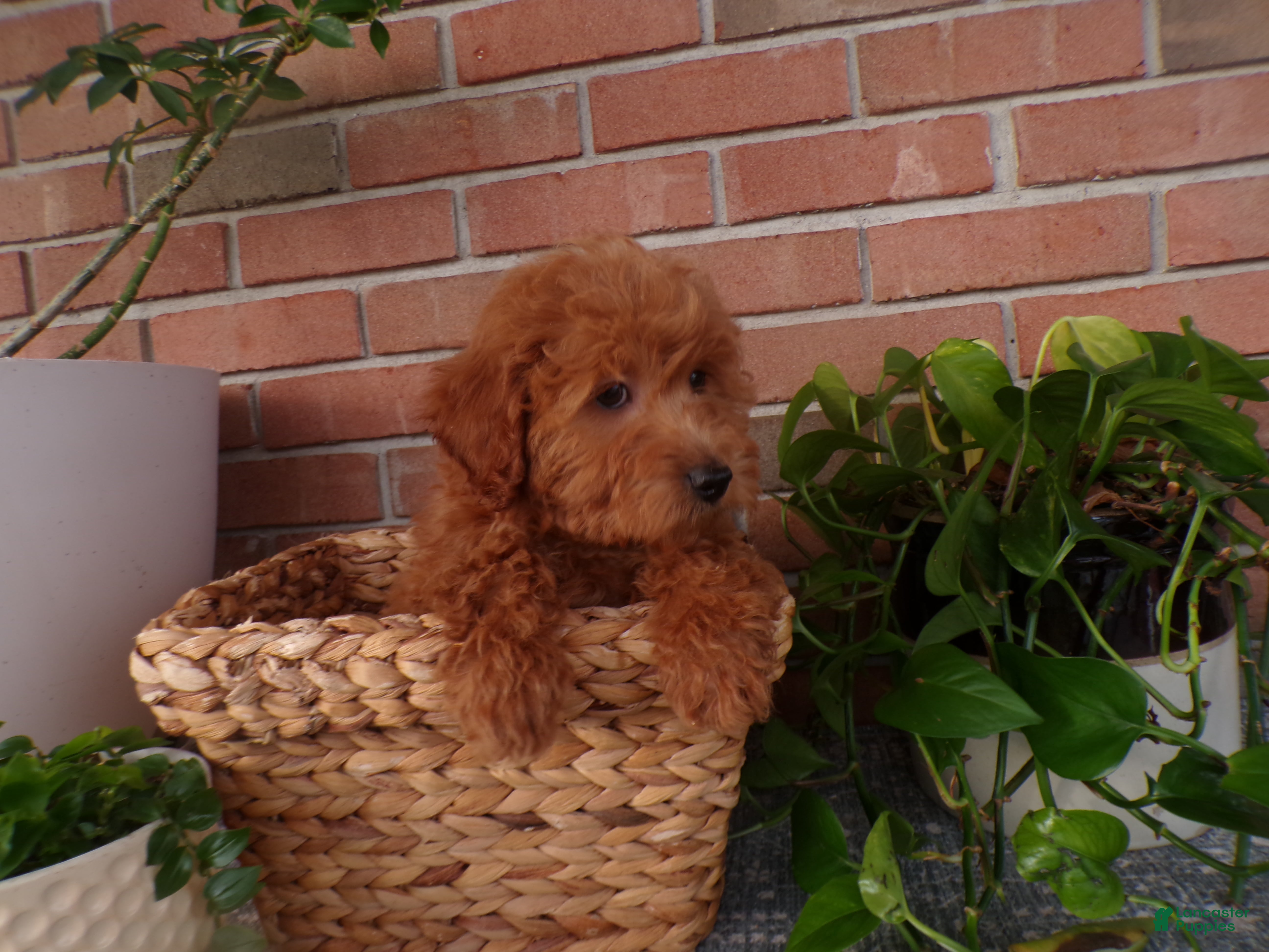 Mini Goldendoodle dogs Brinn - Ad 1