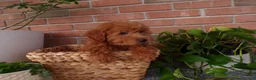 Mini Goldendoodle dogs for sale: Brinn - Ad 1