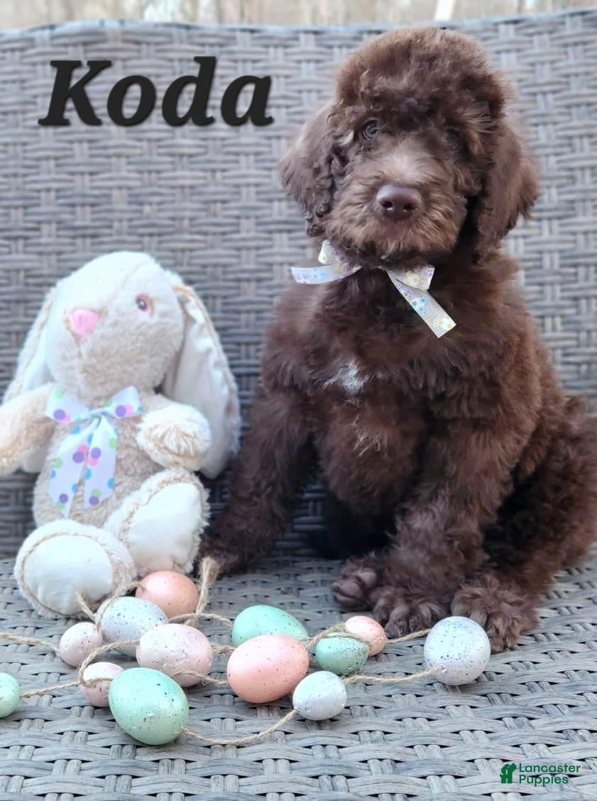 Labradoodle dogs Koda - Ad 35
