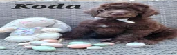 Labradoodle dogs for sale: Koda - Ad 1
