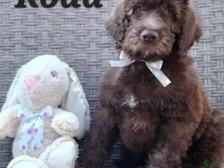 Labradoodle dogs Koda - Ad 32