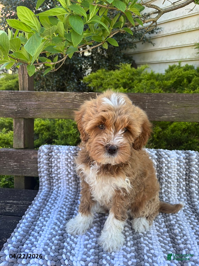 Mini Goldendoodle dogs Buttercup - Ad 2