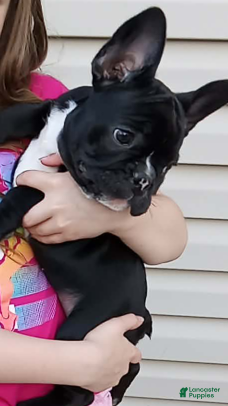 French Bulldog dogs Chip - Ad 30