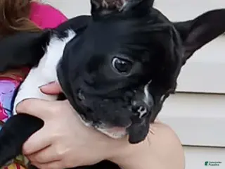 French Bulldog dogs Chip - Ad 30