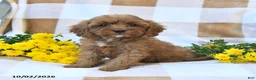 Cockapoo dogs for sale: Mabel - Ad 3