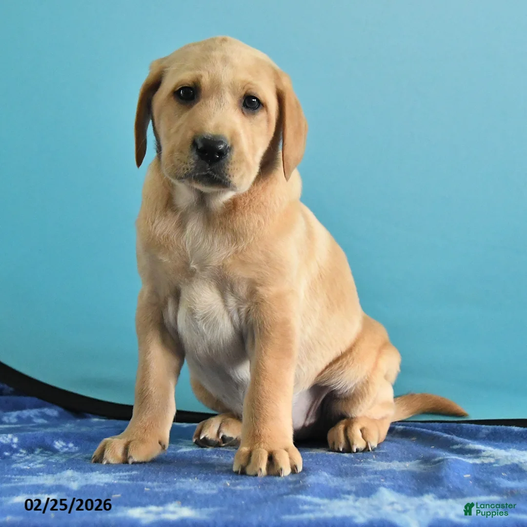 Labrador Retriever dogs for sale: Glory - Ad 4