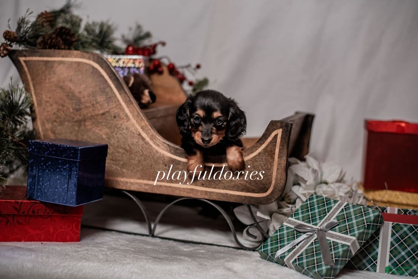 Miniature Dachshund dogs Purple Collar Black & Tan Dachshund Puppy  - Ad 34