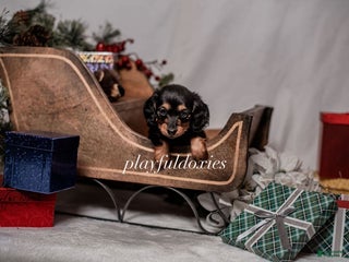 Miniature Dachshund dogs Purple Collar Black & Tan Dachshund Puppy - Ad 5