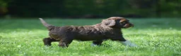 Portuguese Water Dog dogs for sale: Maggie - Ad 4