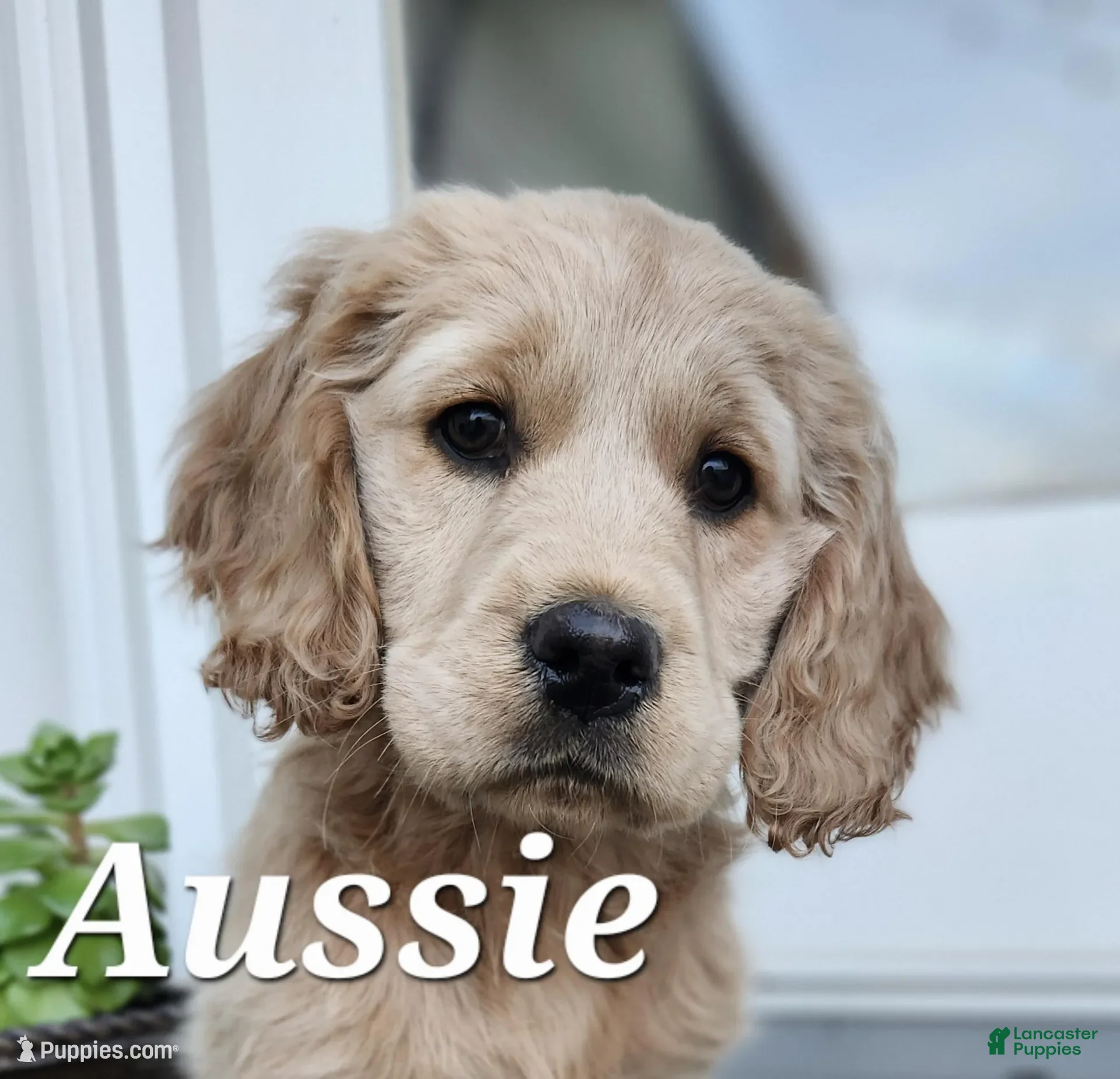 Mixed Breed dogs Aussie - Ad 27