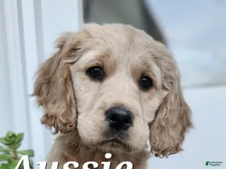 Mixed Breed dogs Aussie - Ad 27