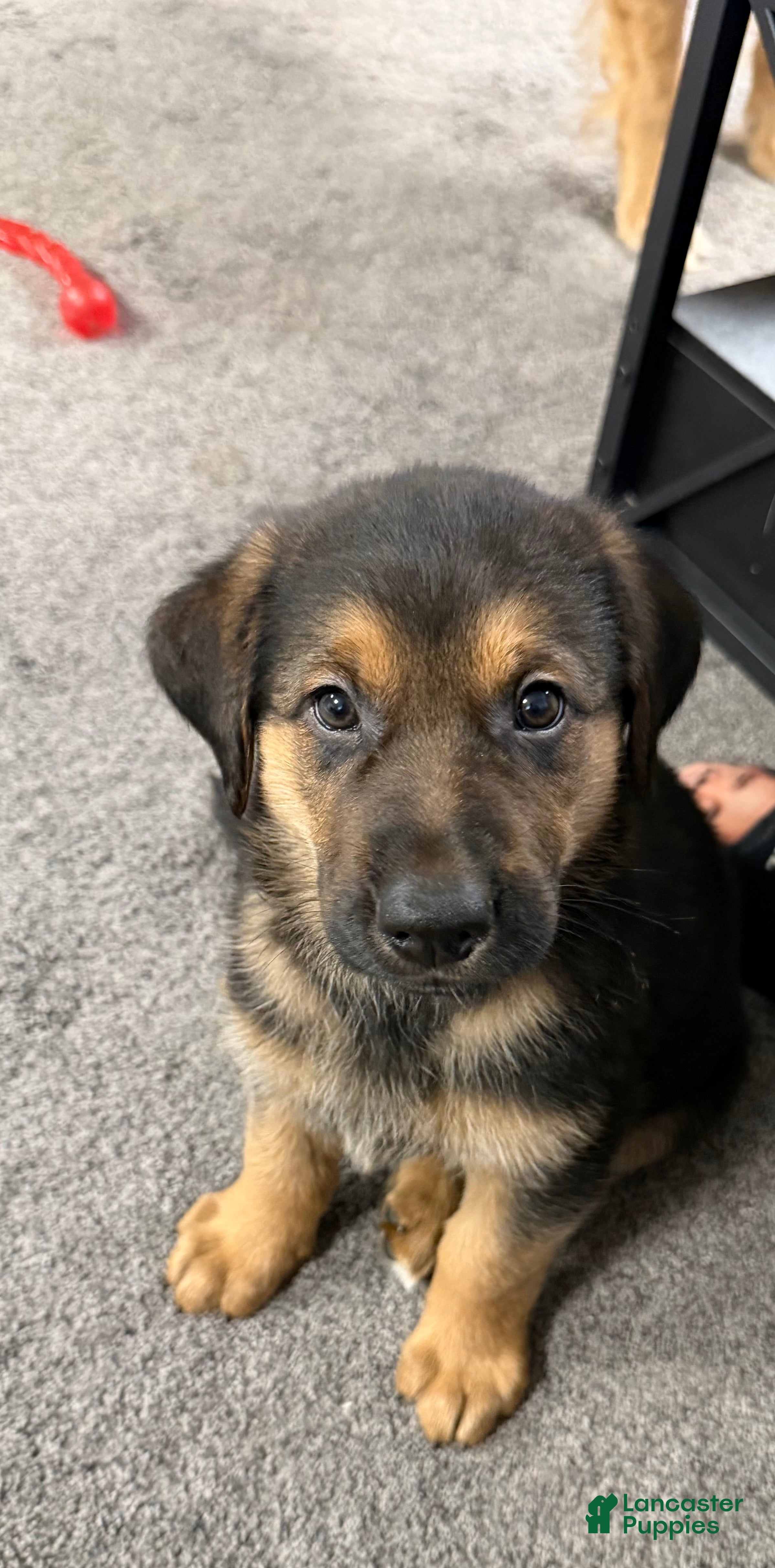 Golden Shepherd dogs Mike - Ad 1