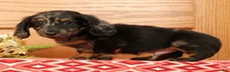 Miniature Dachshund dogs for sale: Tinker - Ad 5