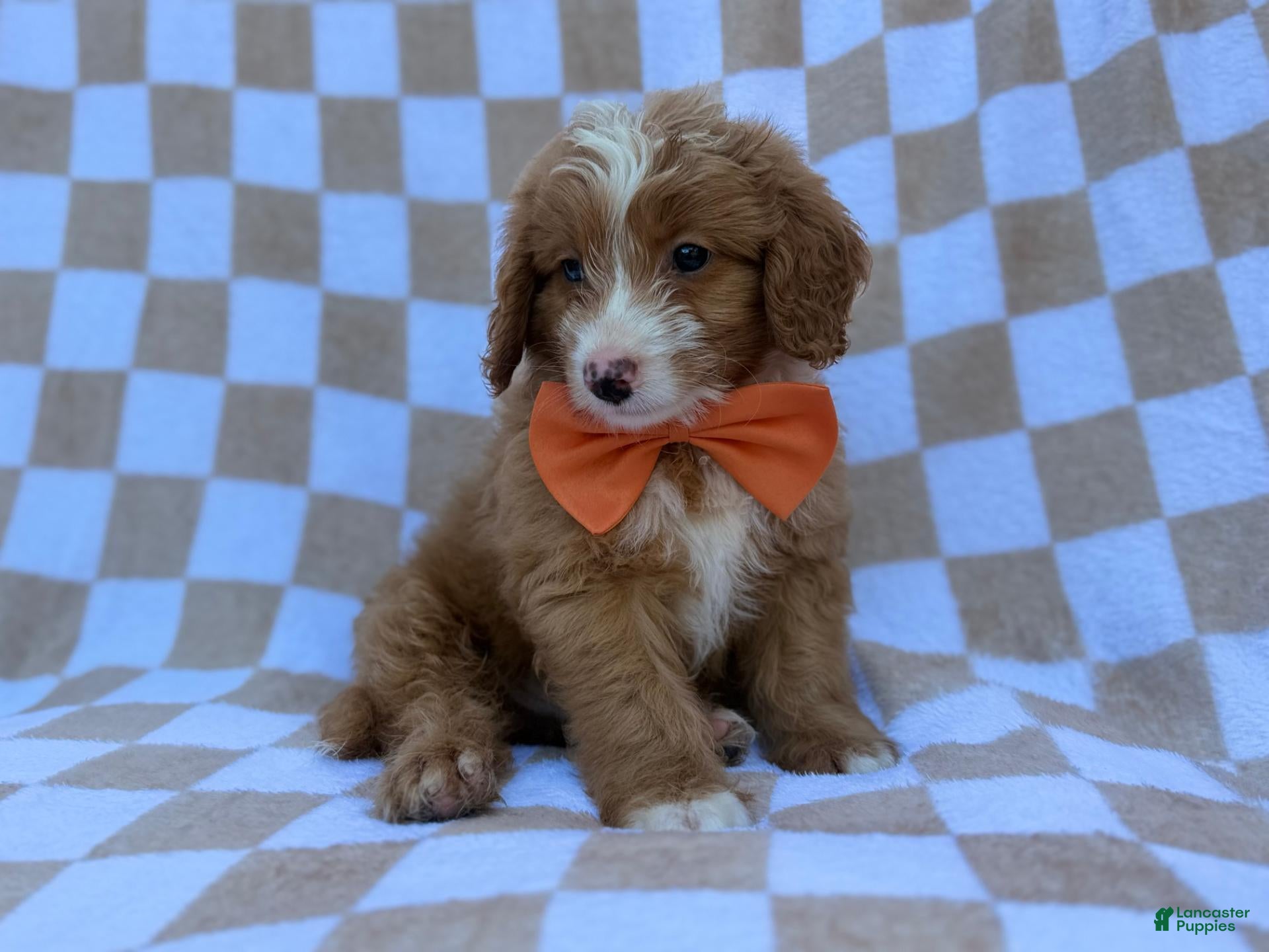 Mini Goldendoodle dogs Larry - Ad 2