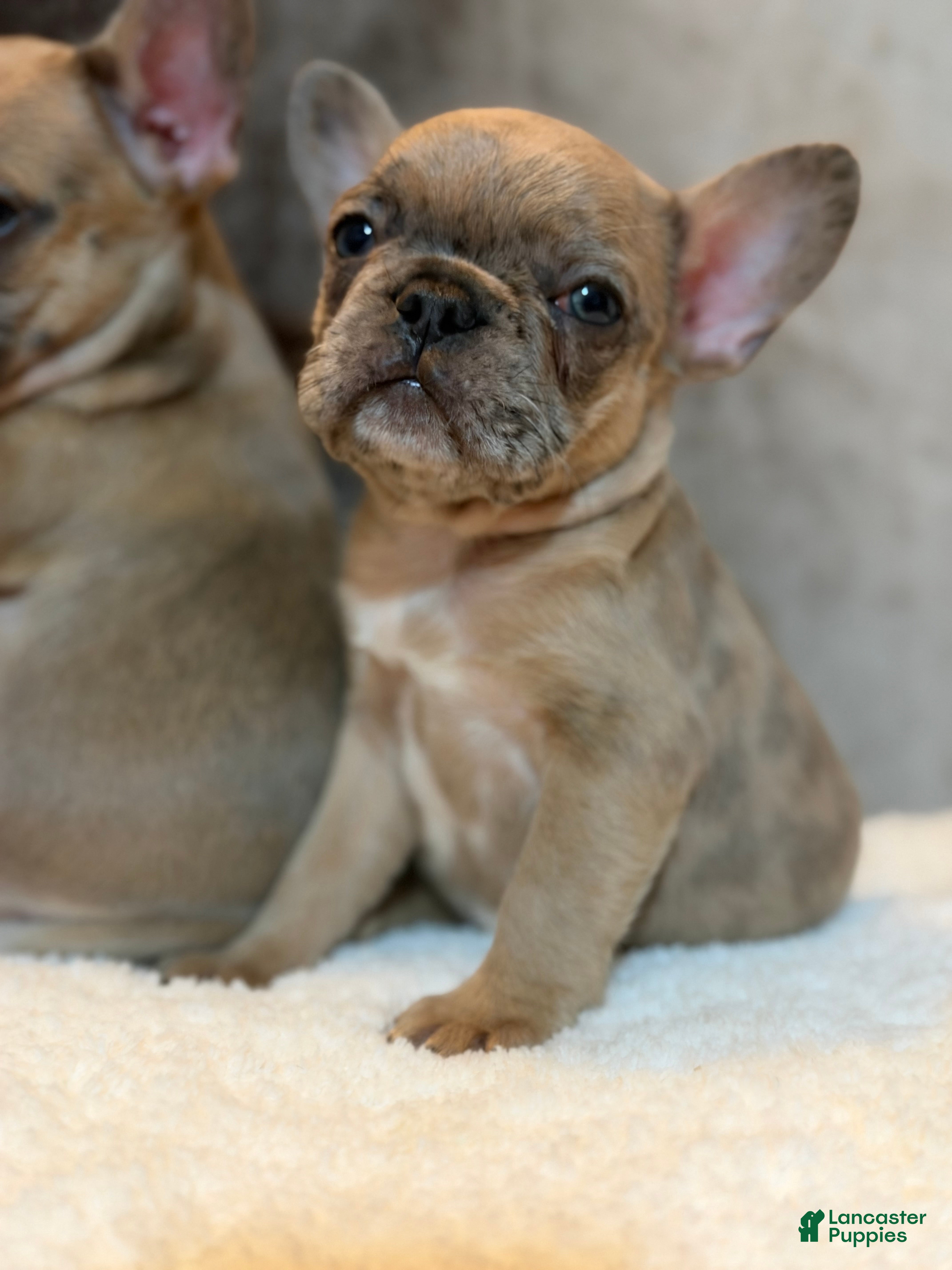 French Bulldog dogs Riley - Ad 1