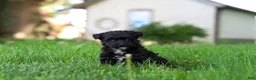 Yorkiepoo dogs for sale: Buster - Ad 6
