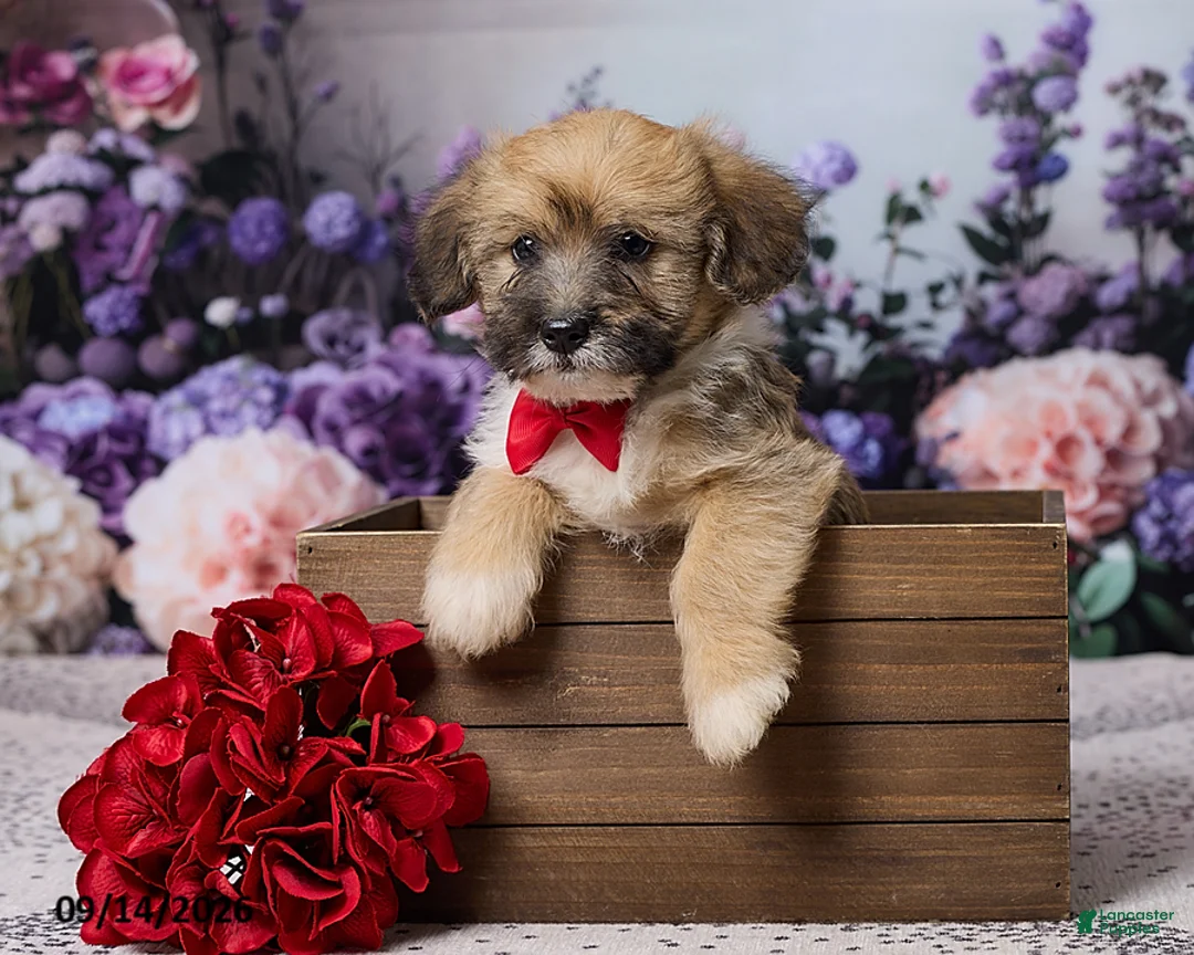 Corgipoo dogs for sale: Ronny - Ad 2