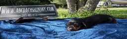 Miniature Dachshund dogs for sale: Russian Smooth’s black and tan - Ad 3