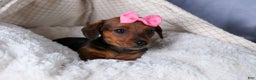 Miniature Dachshund dogs for sale: Jenny - Ad 5