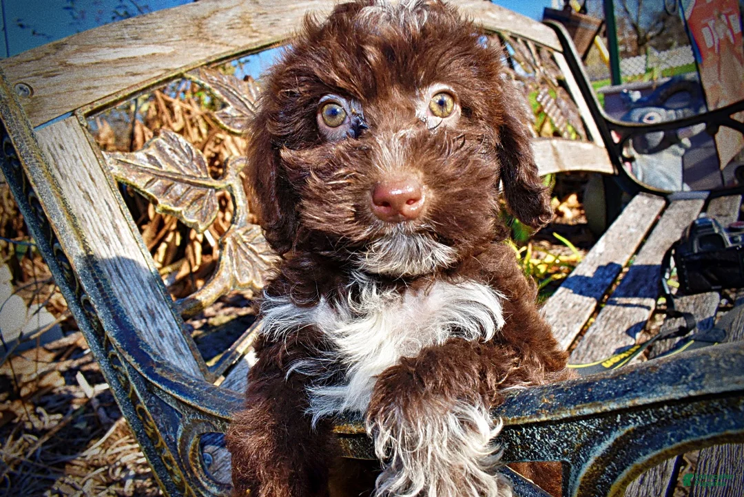 Havapoo dogs for sale: Sunny - Ad 5