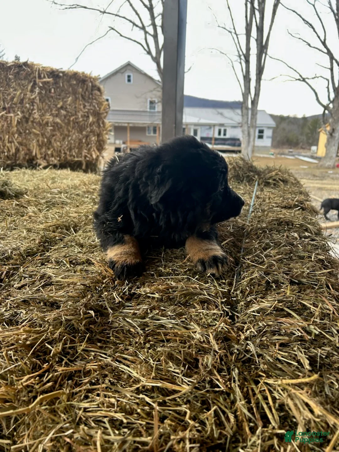 Australian Shepherd dogs for sale: Blackie - Ad 2