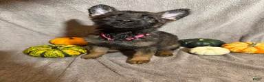 Morticia (Pink Collar Female) 