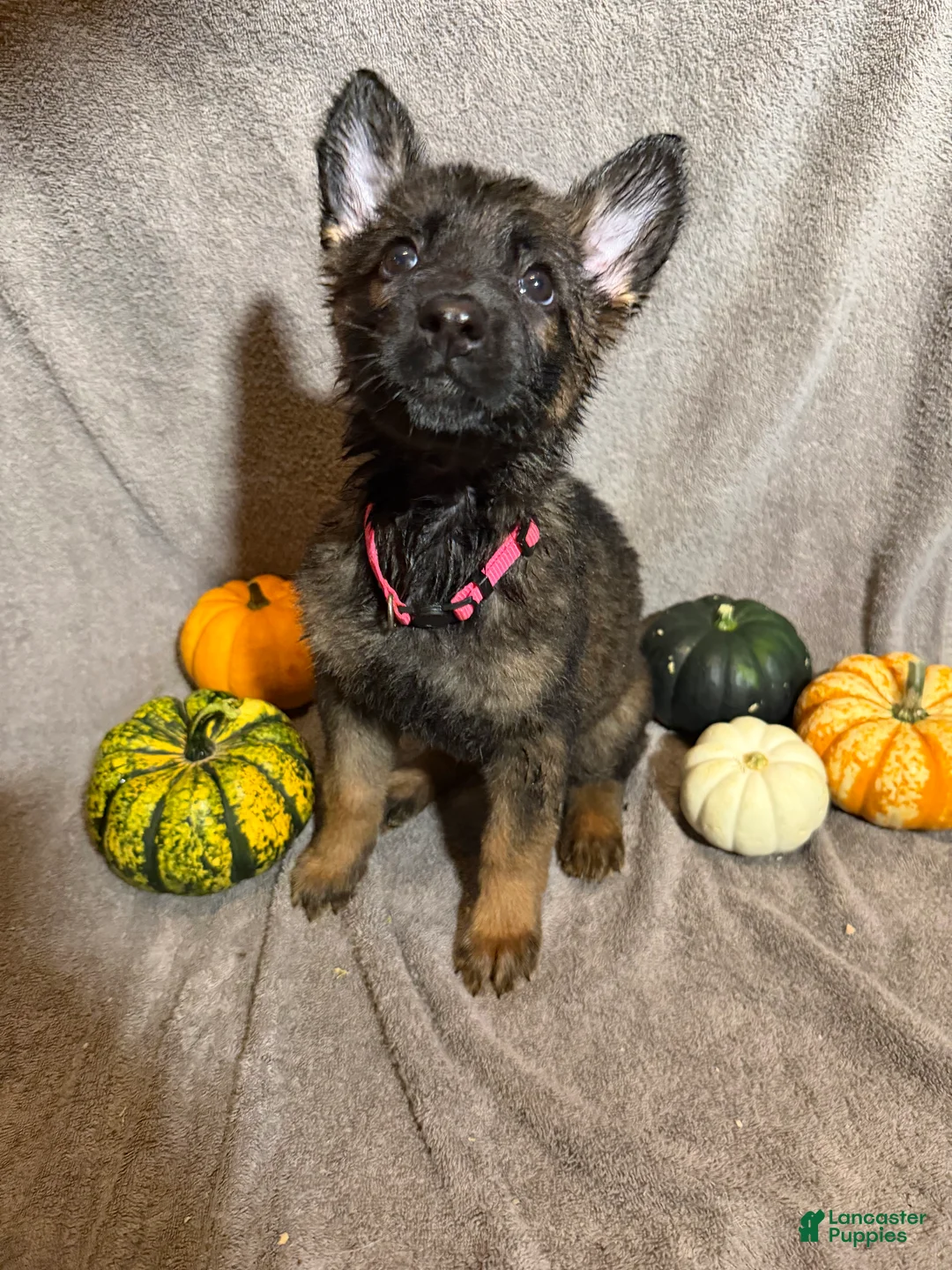German Shepherd dogs for sale: Morticia (Pink Collar Female)  - Ad 1