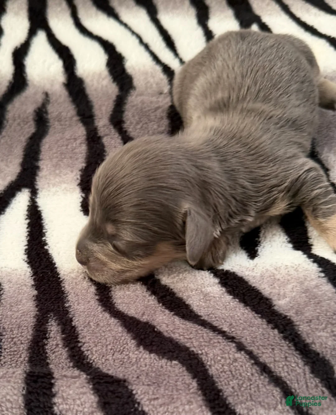 Dachshund dogs for sale: Blue and cream male - Ad 1