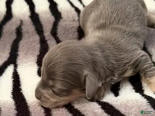 Dachshund dogs Blue and cream male - Ad 1