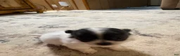 Chihuahua dogs for sale: Chihuahua 2 - Ad 4