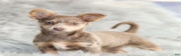 Chihuahua dogs for sale: Pamela - Ad 1