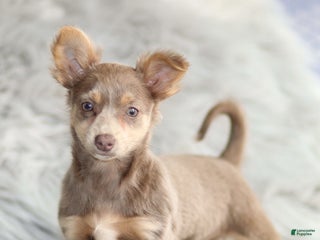 Chihuahua dogs Pamela - Ad 37