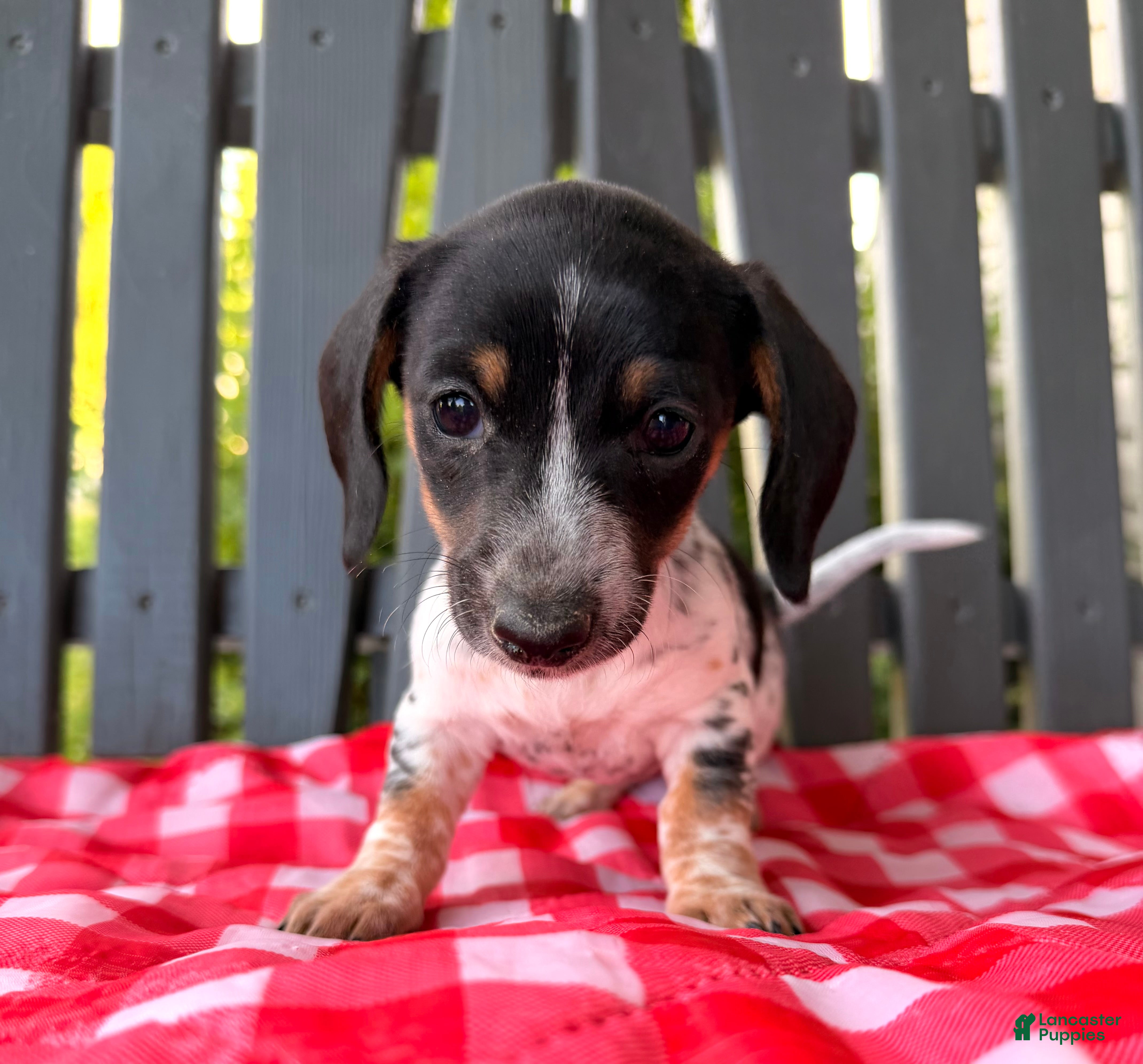 Miniature Dachshund dogs Poppy - Ad 3
