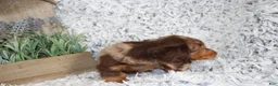 Dachshund dogs for sale: HARLEY - Ad 4